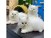 PoulaTo: Ragdoll Kittens προς πώληση Αρσενικό/θηλυκό